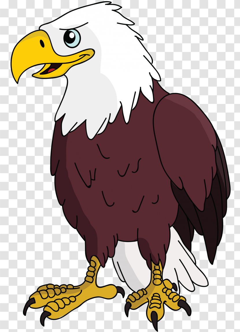 Bald Eagle White-tailed Bird Stock Photography - Whitetailed Transparent PNG
