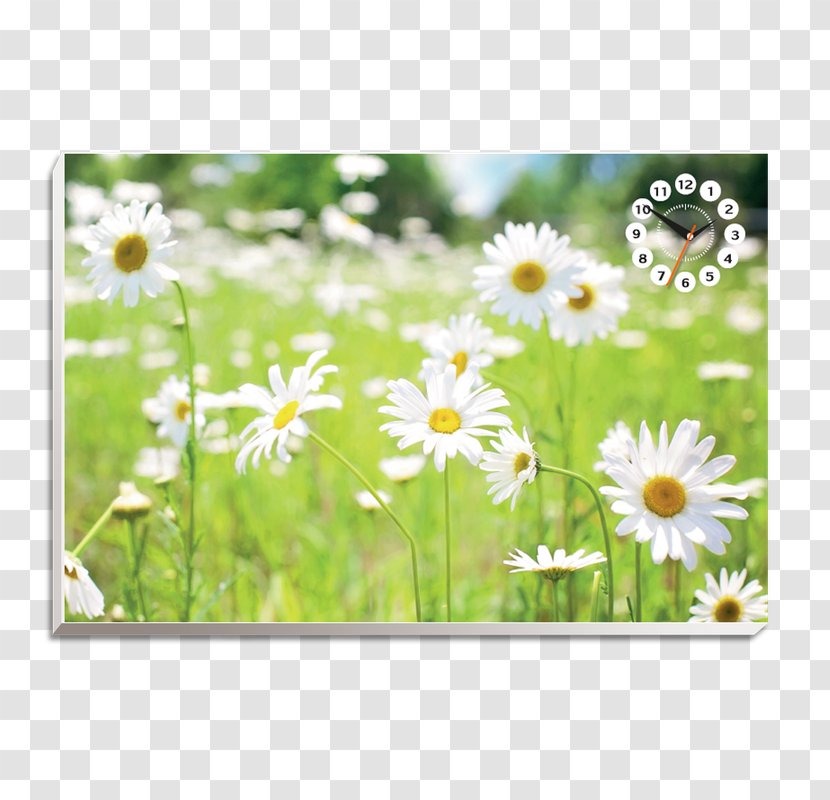 Square Foot Gardening Flower Child Wallpaper - Oxeye Daisy - Hoa VÄƒn Transparent PNG