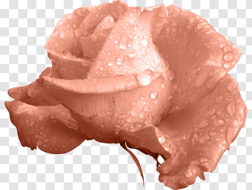 Garden Roses Grayscale - Frame - Rose Transparent PNG
