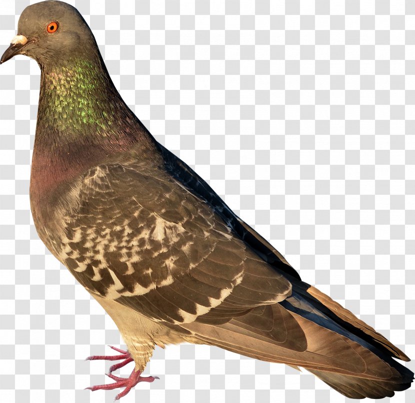 Bird Stock Dove African Collared Perdix Partridge Transparent PNG