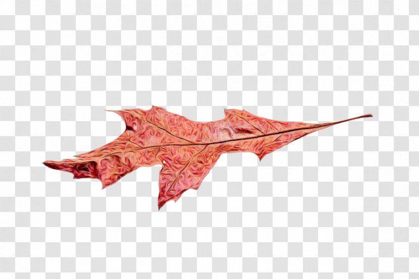 Red Maple Tree - Woody Plant - Black Plane Transparent PNG