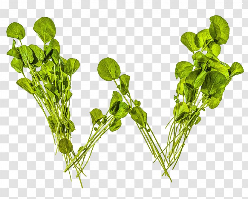Letter Watercress - Herb - W Transparent PNG