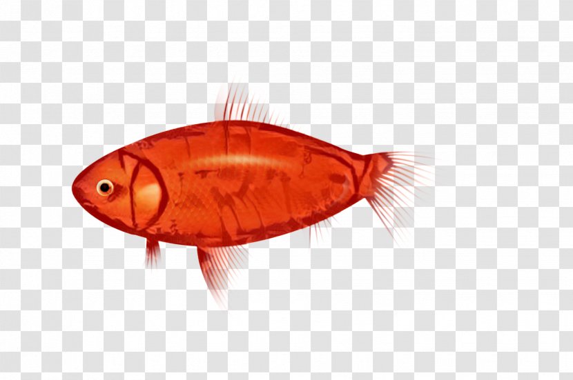 Fish Orange S.A. Transparent PNG