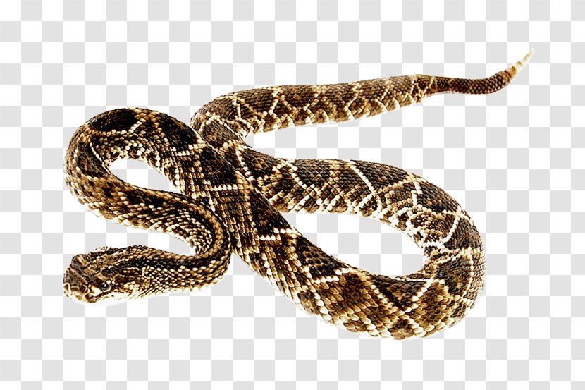 Rattlesnake - Kingsnake - Snake Transparent PNG