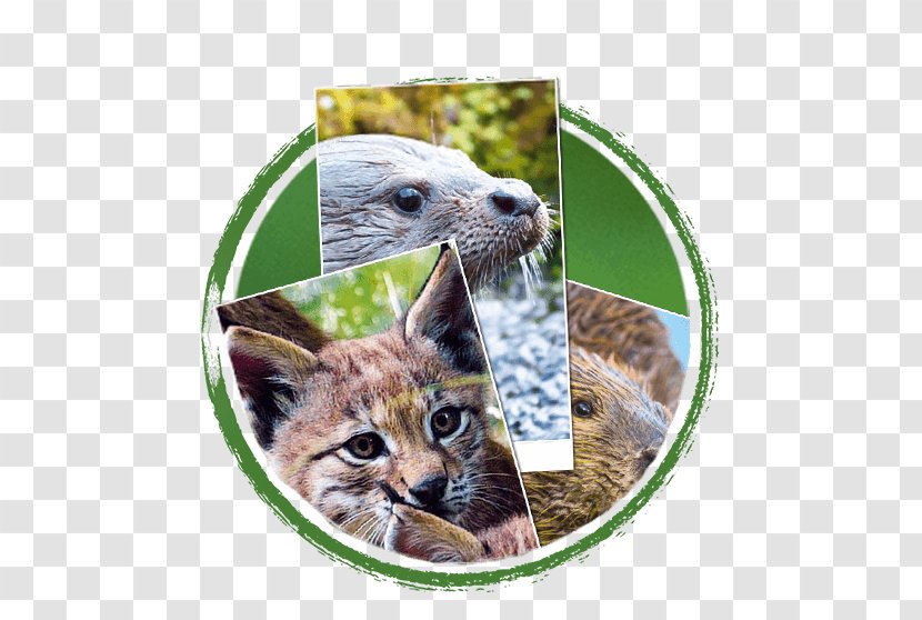 Whiskers Cat Snout Fauna Wildlife - Mammal Transparent PNG
