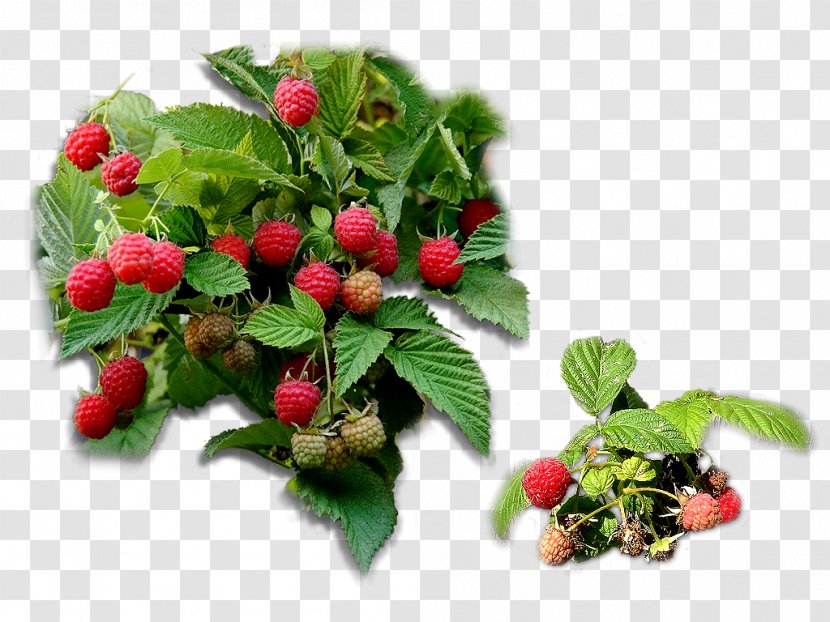 Strawberry Loganberry Raspberry Red Mulberry Tayberry - Strawberries Transparent PNG