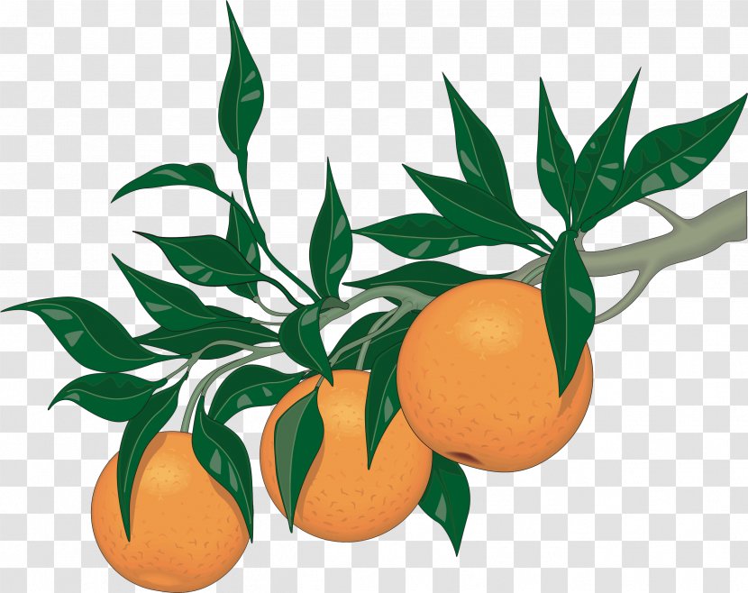 Clip Art Orange Apple Hill Growers Association Vector Graphics Illustration - Botany - Tree Transparent PNG