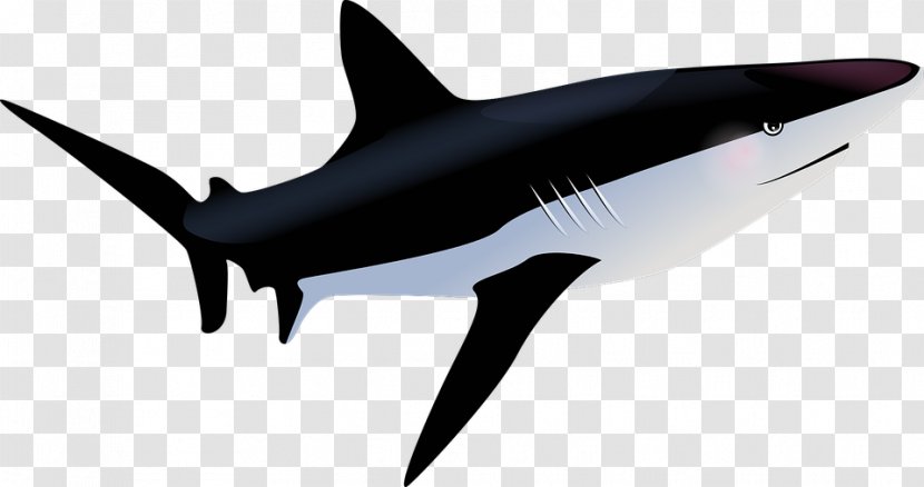 Shark Adaptation Preschool Worksheets Fish - Marine Mammal Transparent PNG