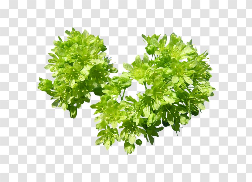 Parsley Leaf .de Tree - Herbaceous Plant Transparent PNG