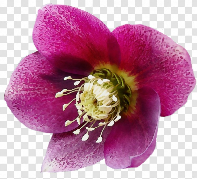 Flowering Plant Herbaceous Plants - Purple - Petal Transparent PNG