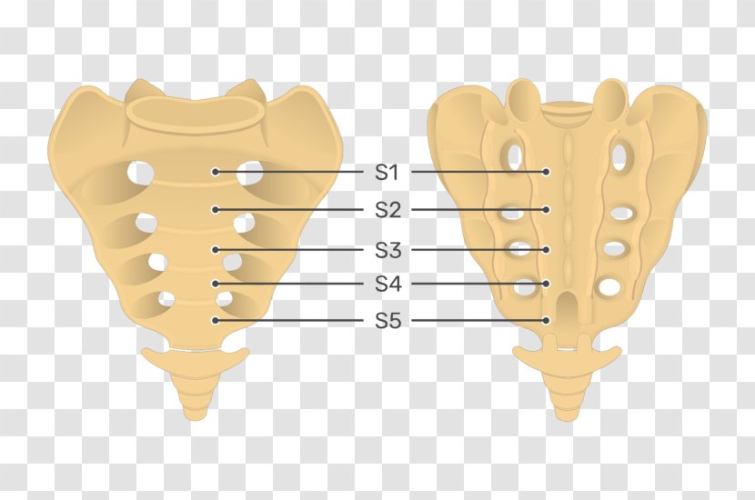 Sacrum Coccyx Anatomy Vertebral Column Pelvis - Frame Transparent PNG