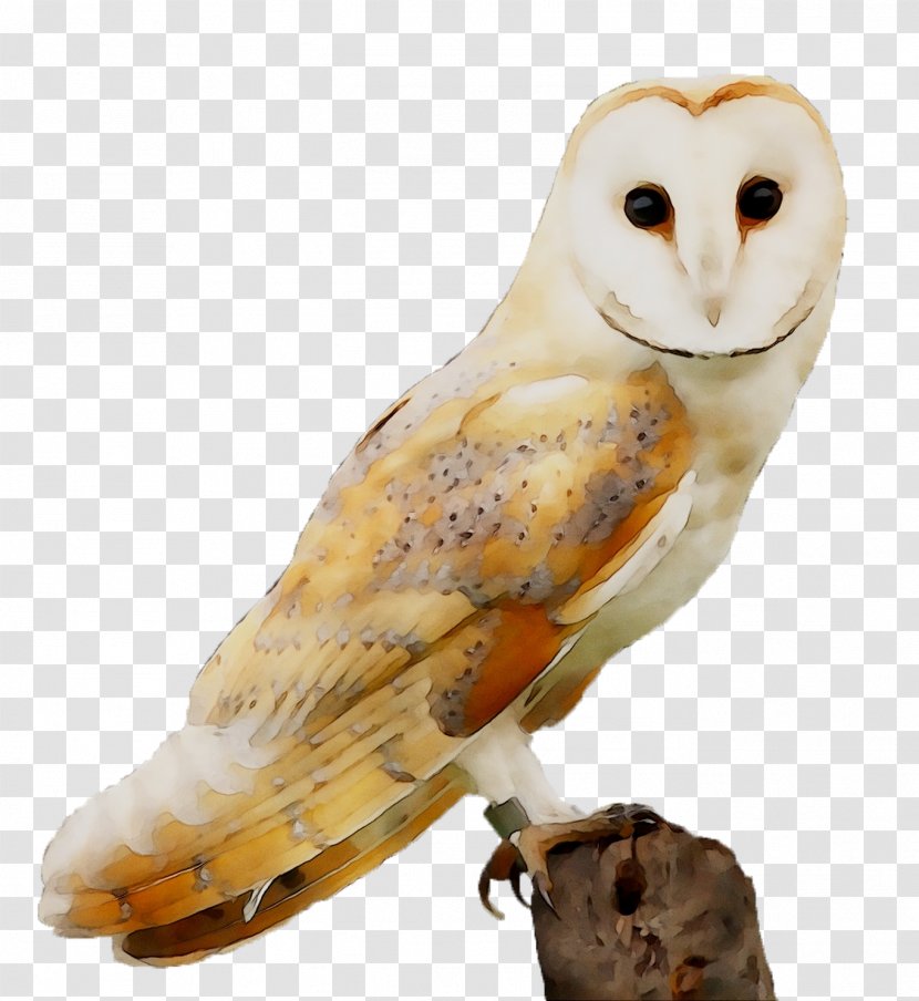 Owl Beak Fauna Feather - Bird Of Prey Transparent PNG