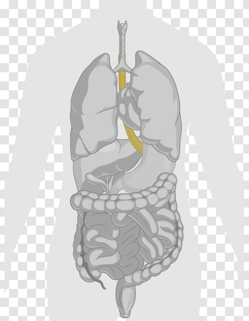 Human Body Anatomy Gastrointestinal Tract Lung - Frame - Silhouette Transparent PNG