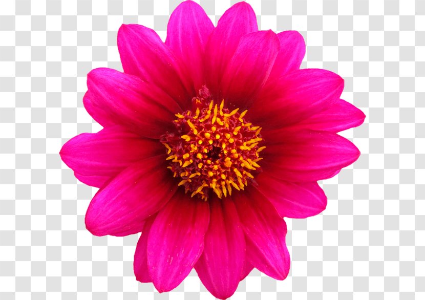 Pink Flowers Rose - Plant - Flower Transparent PNG