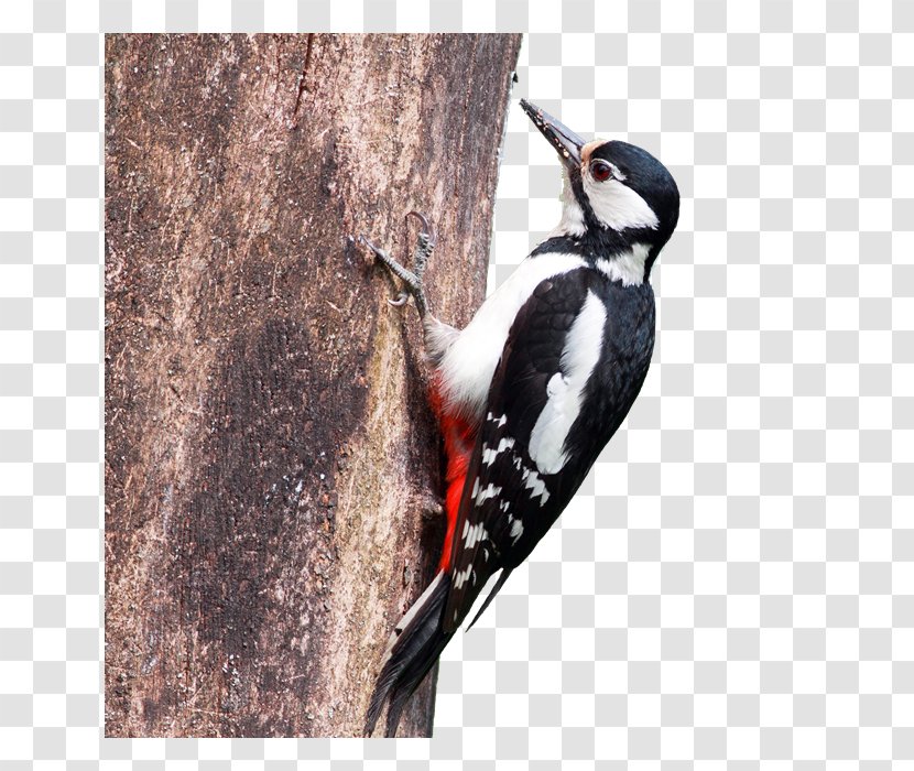 Great Spotted Woodpecker Lesser Middle Weibchen - European Robin Bird Transparent PNG