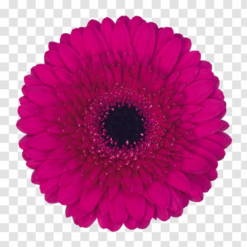 Transvaal Daisy Stock Photography - Cerise - Flower Transparent PNG