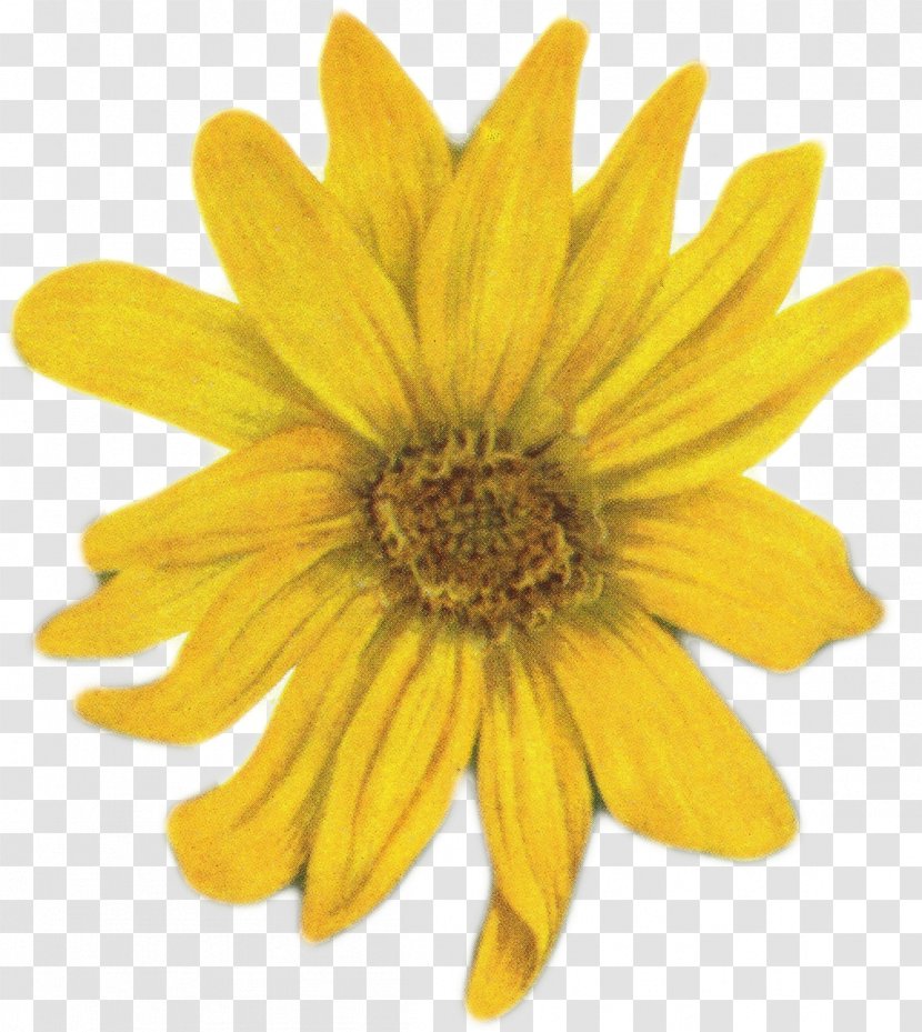 Flower Yellow Common Daisy Clip Art - Sunflower Seed Transparent PNG