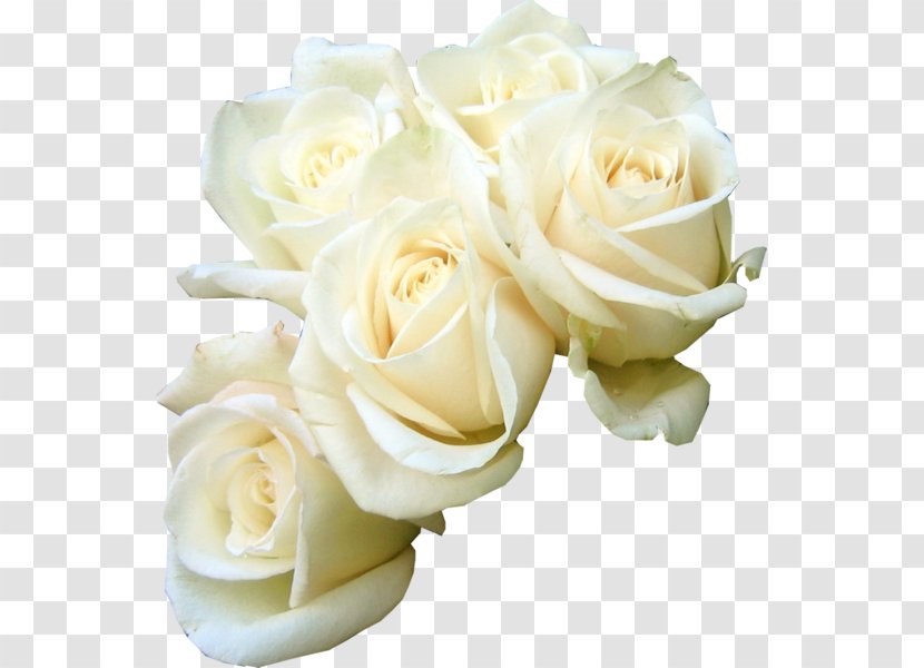 Rose Flower Bouquet White Clip Art Transparent PNG