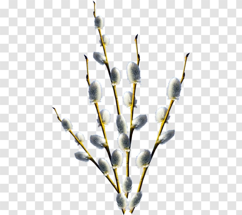 Palm Sunday 1 April Holiday Willow - Branch - Easter Transparent PNG