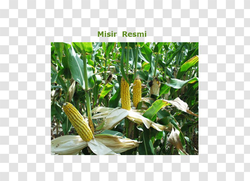 Maize Corn Kernel Sweet Agriculture Starch - Plant - MISIR Transparent PNG