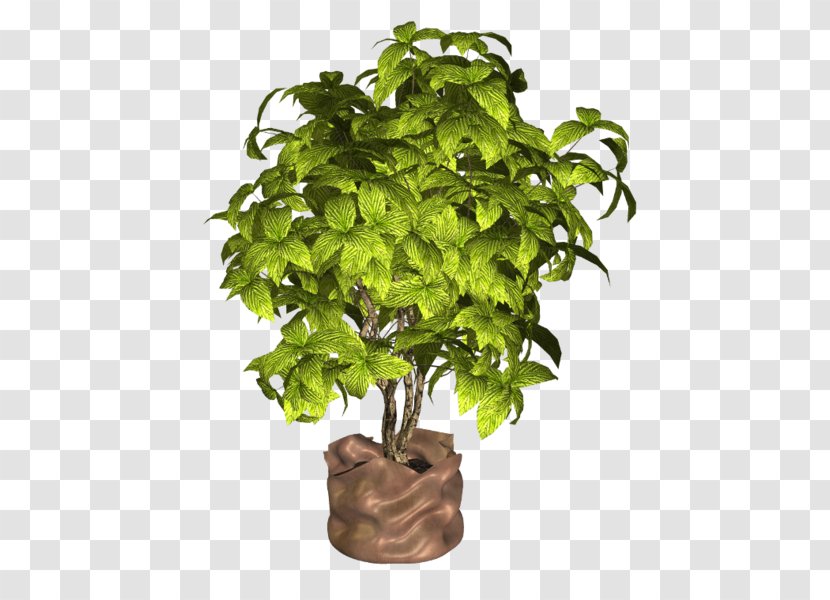 Flowerpot Houseplant Herb - Tree Transparent PNG