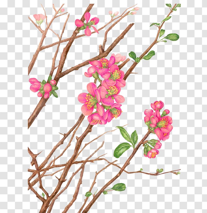 Watercolour Flowers Watercolor Landscape Painting Botanical Illustration - Flora - Peach Branches Buckle Clip Free Transparent PNG