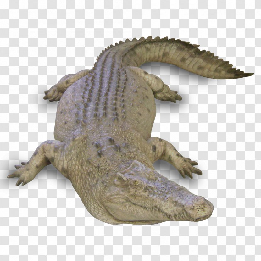 Nile Crocodile Alligators Terrestrial Animal - Organism Transparent PNG