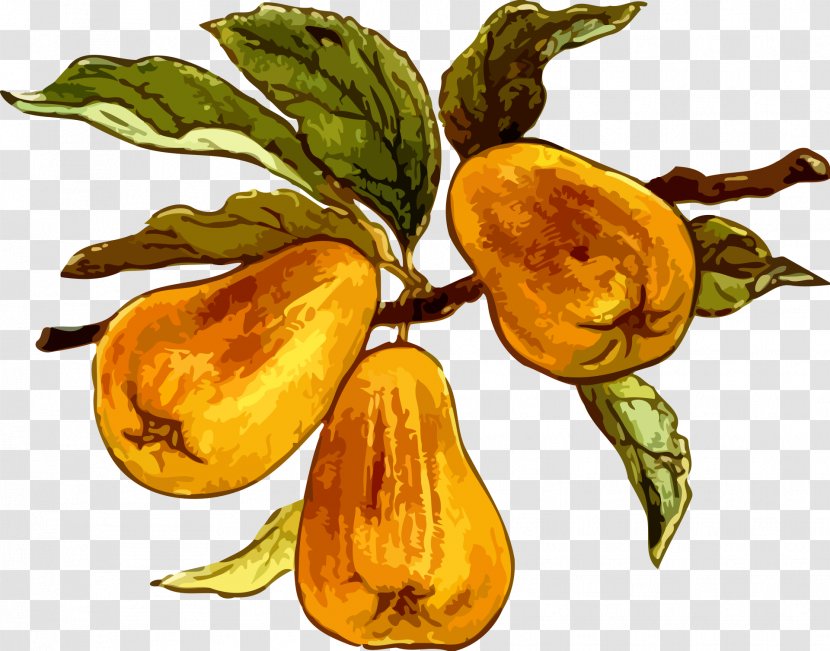 Fruit Food Orchard Clip Art - Raster Graphics - Pear Transparent PNG