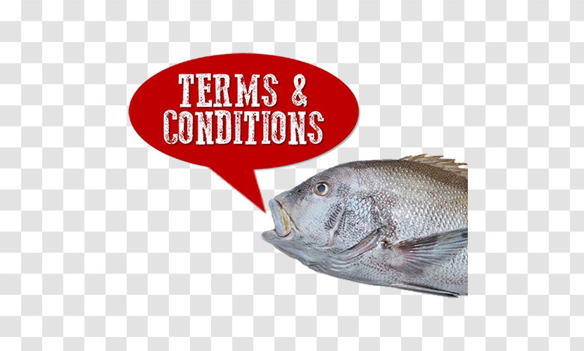 Terms Of Service Money Industry - Fish - And Conditions Transparent PNG