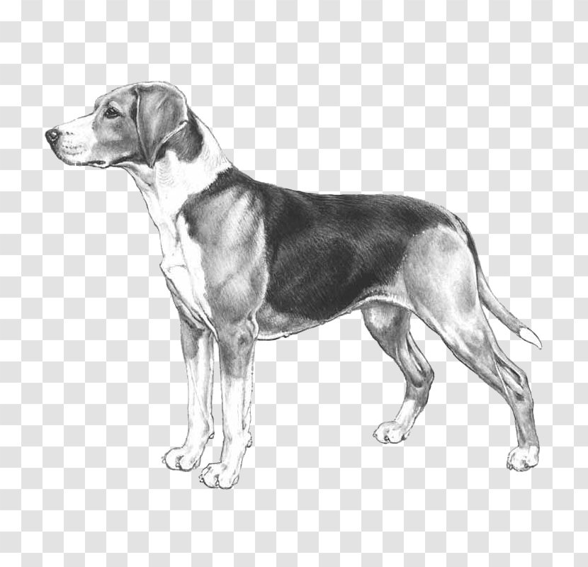 Harrier English Foxhound American Beagle Treeing Walker Coonhound - Drawing - Pumi Dog Transparent PNG