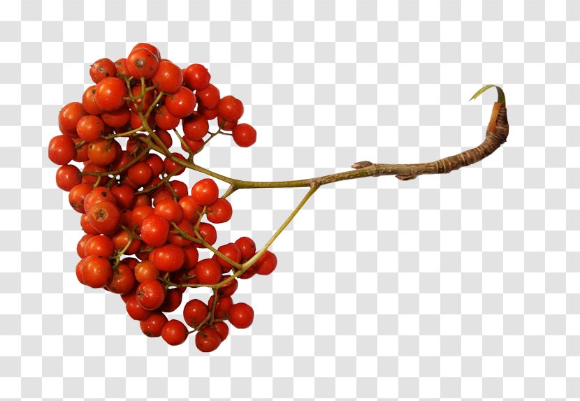Sorbus Aucuparia Berry Clip Art - Schisandra - Magazine Transparent PNG
