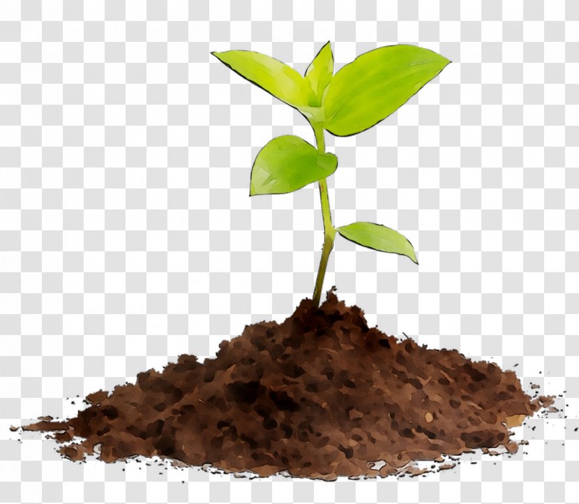 Seedling Compost Soil Plants Stock Photography - Sprouting Transparent PNG