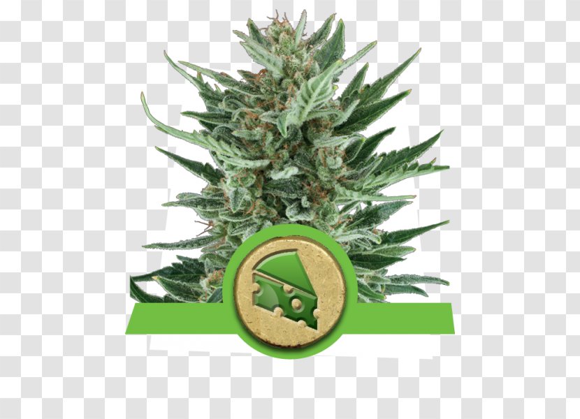 Autoflowering Cannabis Cheese Seed McDonald's Quarter Pounder Ruderalis - Fir - White Widow Transparent PNG