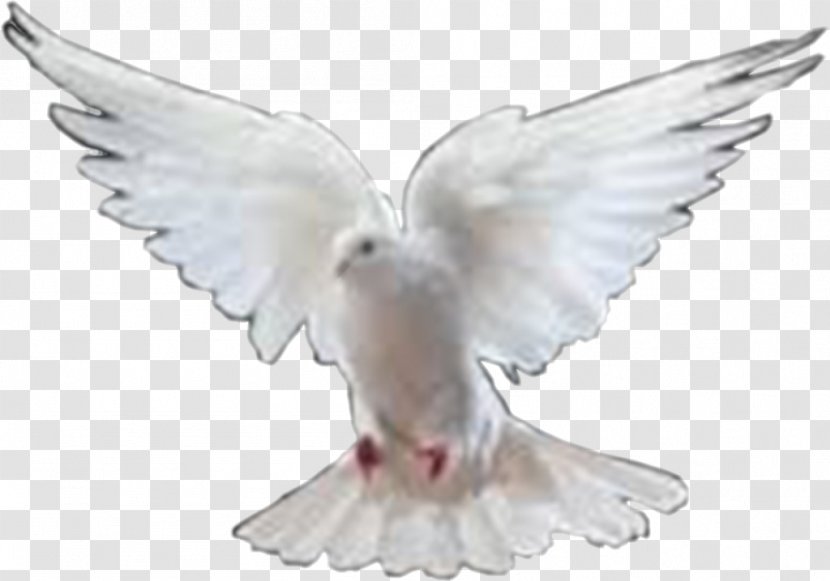 Columbidae Bird Clip Art - Figurine - Dove Images Transparent PNG