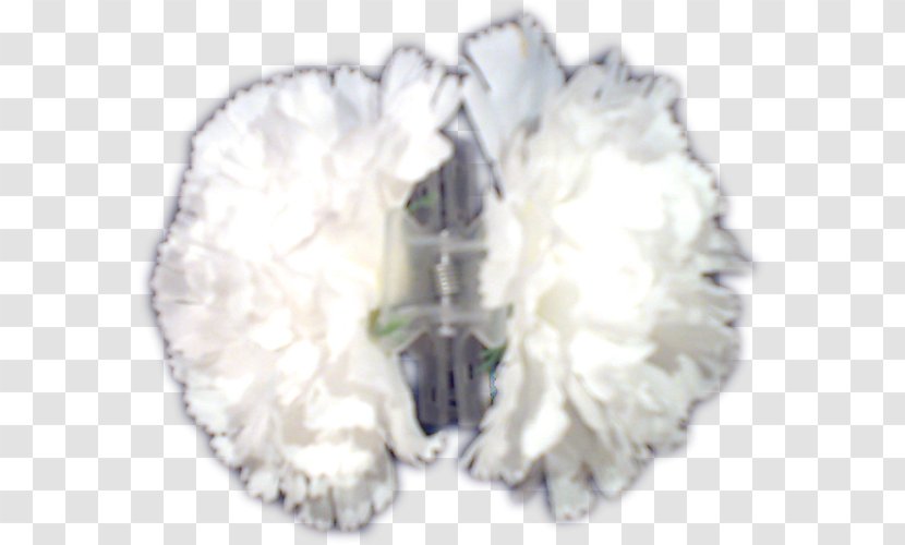 Fur - Petal - Clavel Transparent PNG