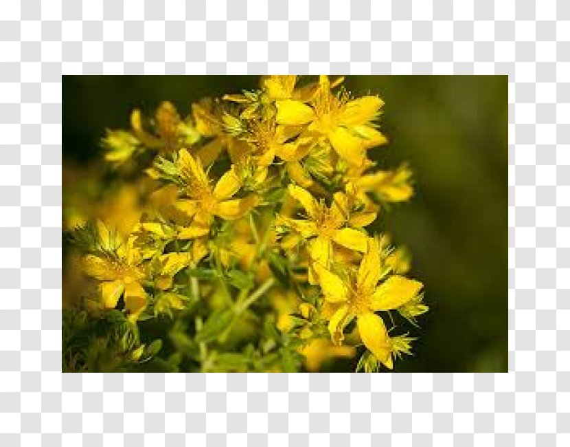 Perforate St John's-wort Antidepressant Herb Cyst Skin - Disease - Protin Transparent PNG