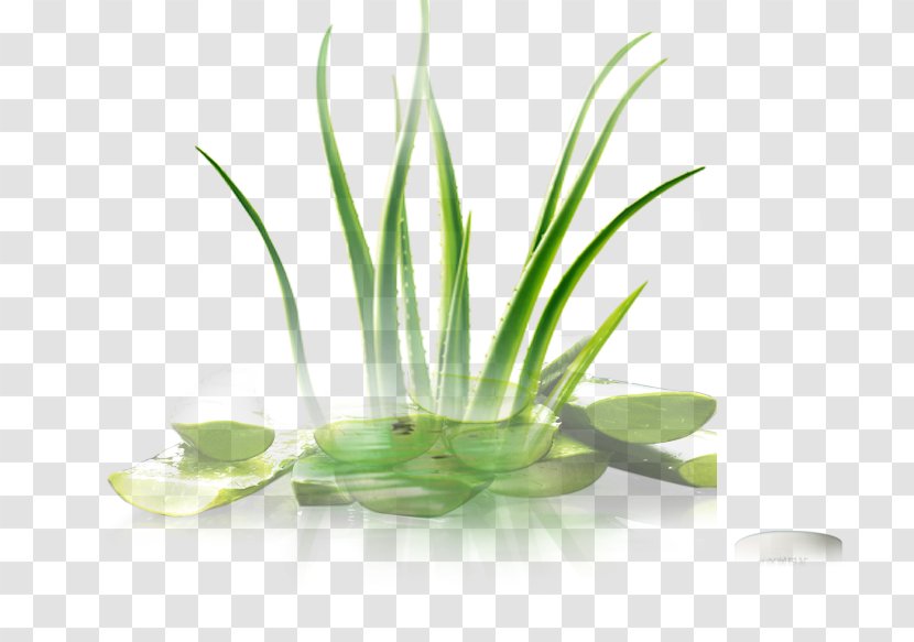 Leaf Herbalism Grasses Alternative Health Services - Green - Aloe Transparent PNG
