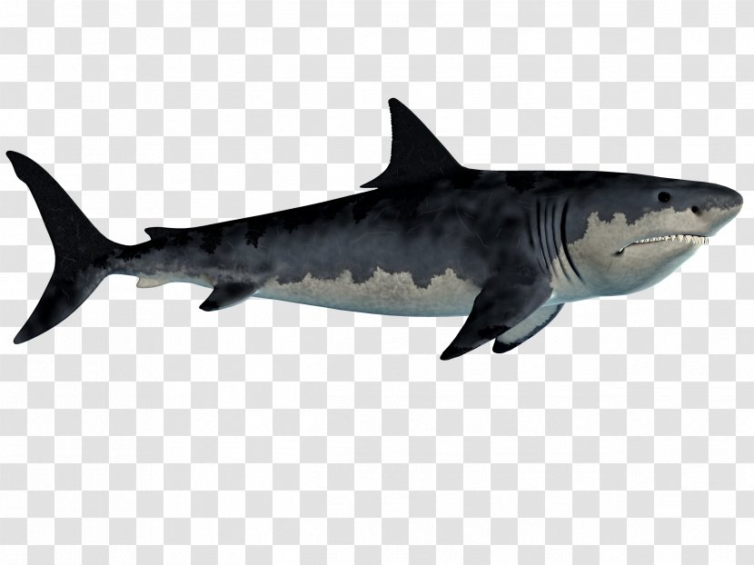 Fish Tiger Shark Requiem Great White Chondrichthyes - Sharks Transparent PNG