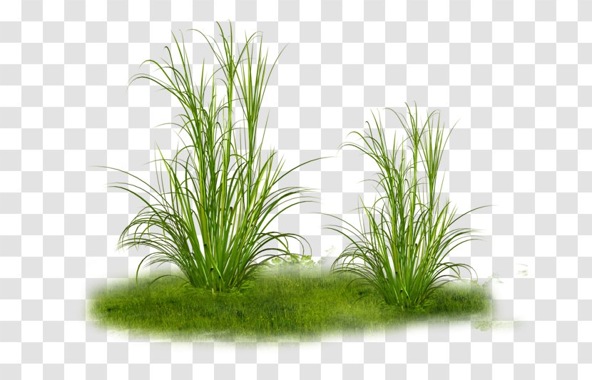 Ornamental Grass Clip Art - Plant - Tinia Transparent PNG
