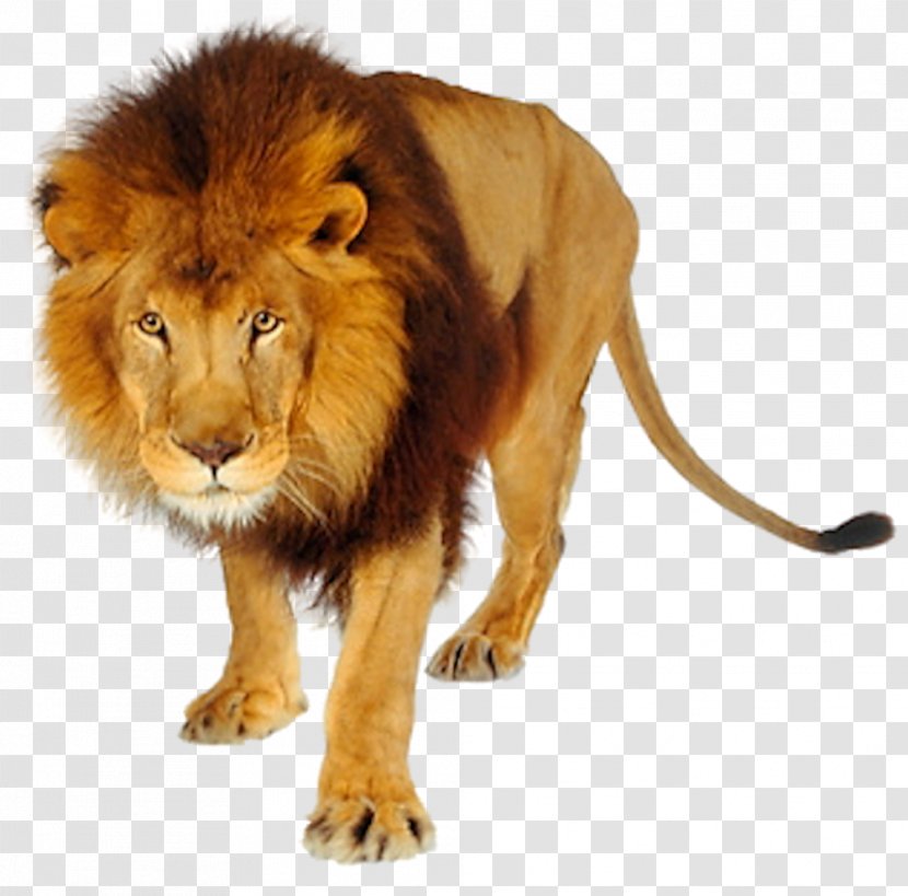 Tiger Felidae Cat East African Lion Liger - Panthera Transparent PNG