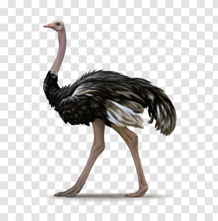 Common Ostrich Bird - Feather Transparent PNG