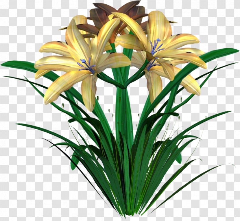 Flower Garden Blume - Gazania Transparent PNG