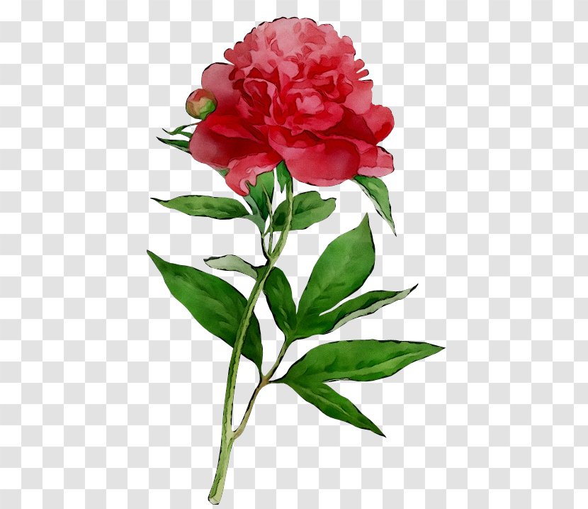 Cut Flowers Floral Design Rose Carnation - Wild Peony - Art Transparent PNG