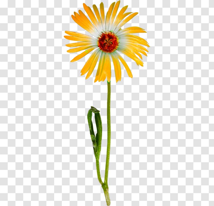 Flower Transvaal Daisy Clip Art - Yellow Transparent PNG