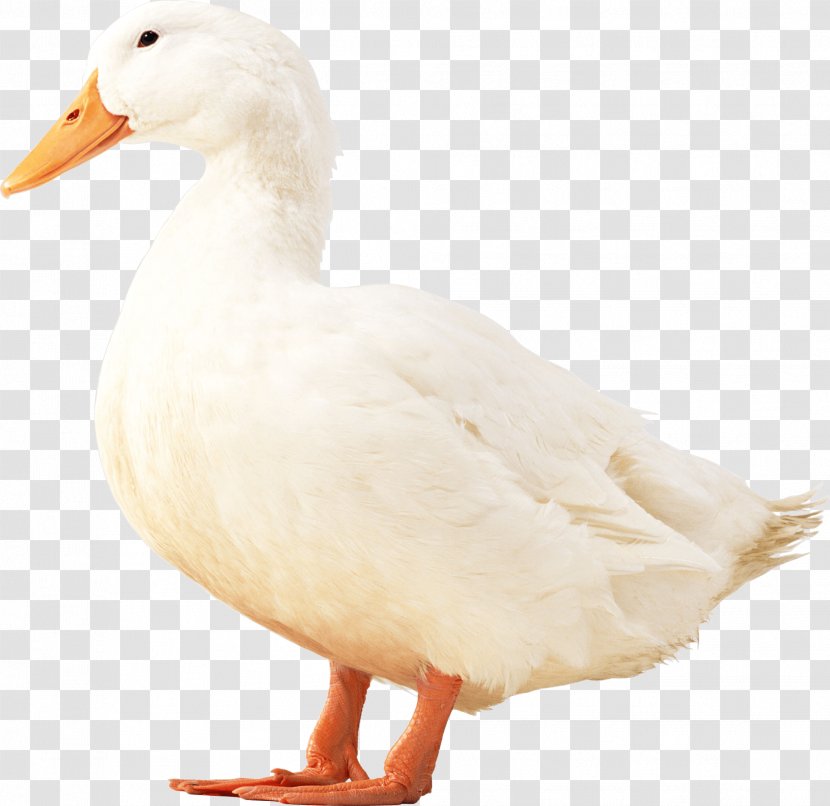 American Pekin Duck Bird Poultry - Goose - White Image Transparent PNG