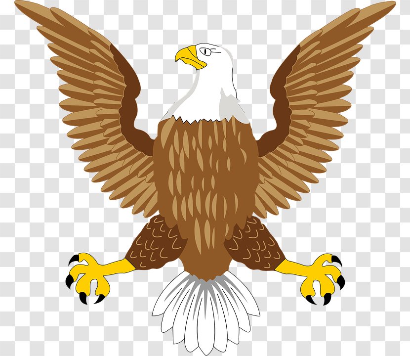Bald Eagle Bird Symbol - Illustration - Image Transparent PNG