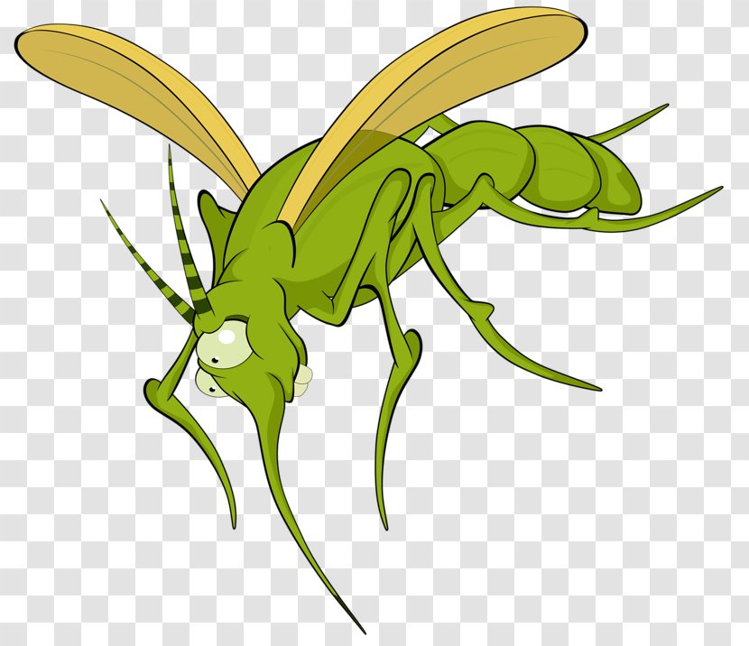 Mosquito Insect Illustration - Leaf - Cartoon Insects Transparent PNG