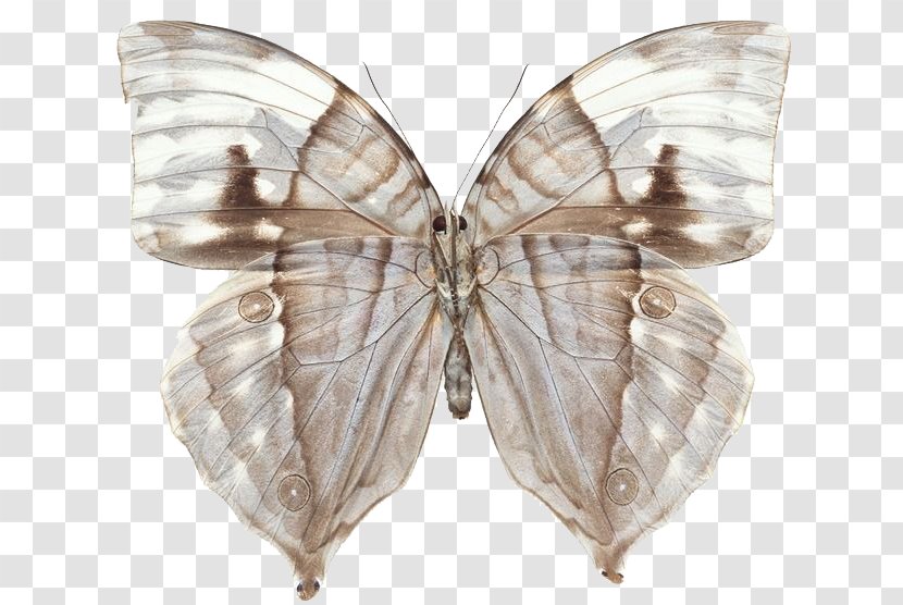 Swallowtail Butterfly Greta Oto Insect - Brush Footed - Transparent Transparent PNG