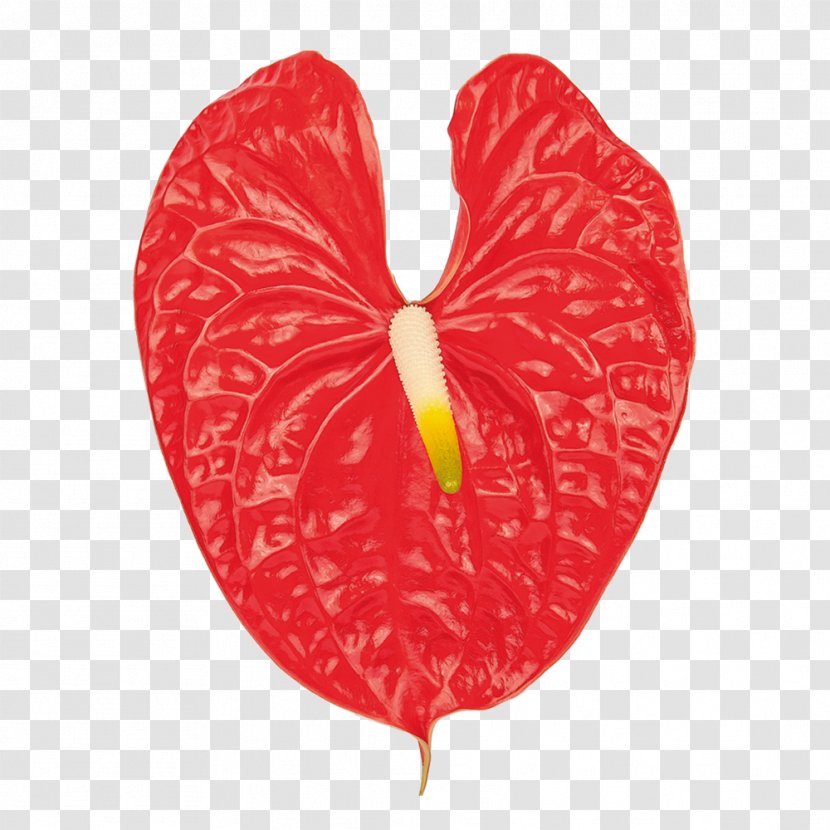 Heart - Flower - Nunzia Gionfriddo Transparent PNG