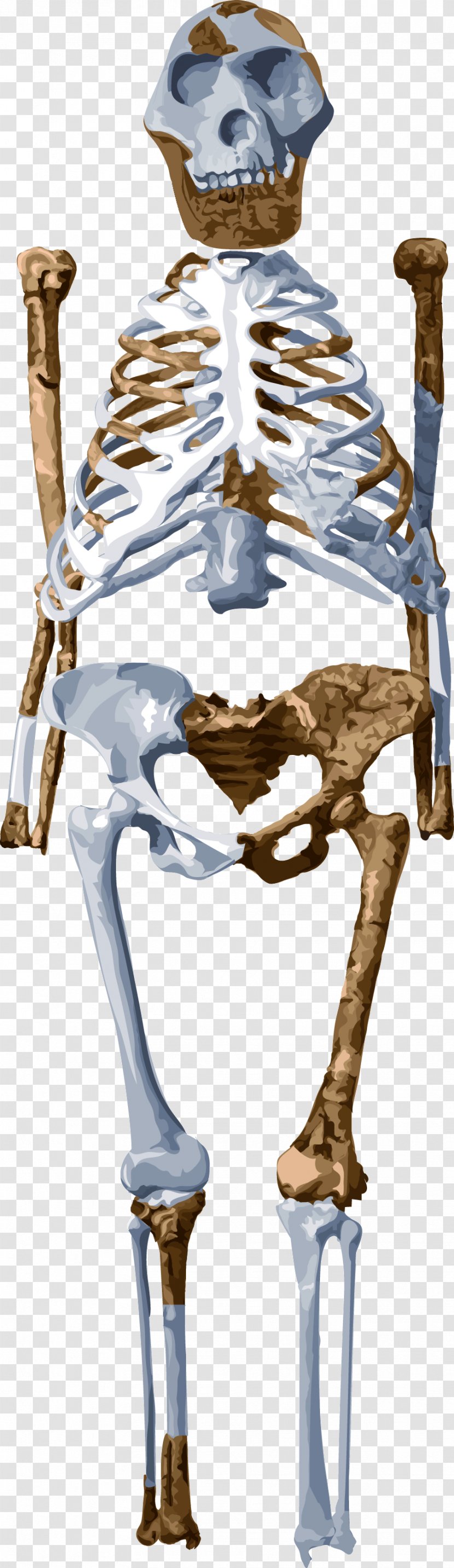 Skeleton Lucy Homo Sapiens Australopithecus Afarensis Fossil - Frame Transparent PNG